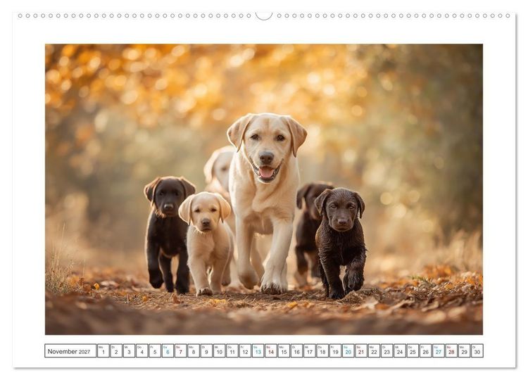 Produktbild: Labrador Liebe (Wandkalender 2027 DIN A2 quer), CALVENDO Monatskalender
