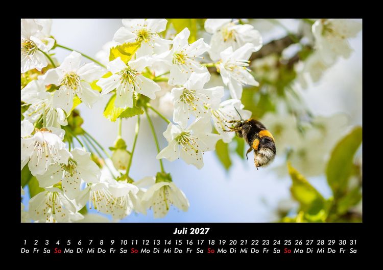 Produktbild: Blumenzauber 2027 Fotokalender DIN A3