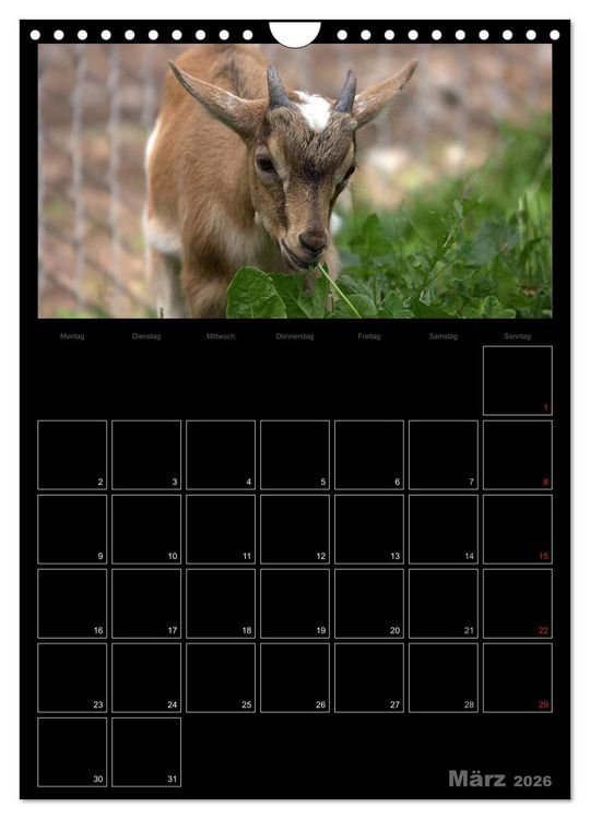 Produktbild: Zwergziegen (Wandkalender 2026 DIN A4 hoch), CALVENDO Monatskalender