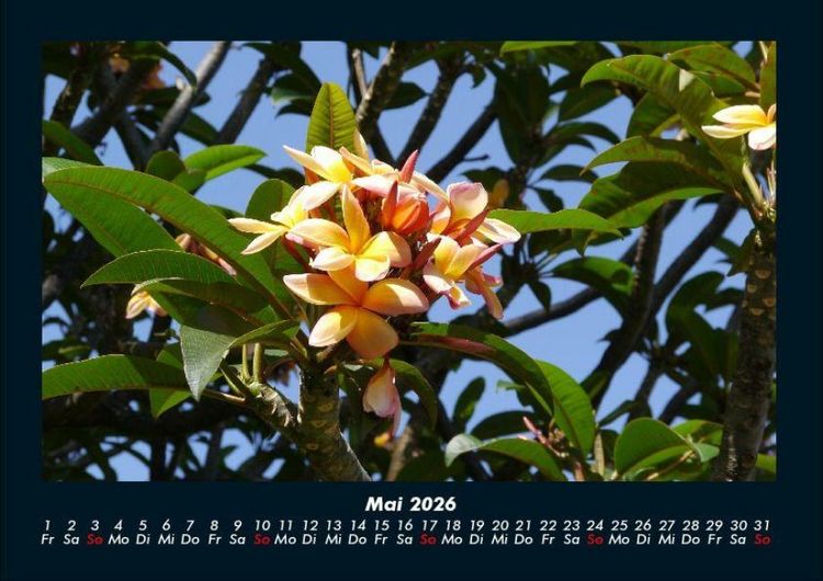 Produktbild: Blumentr&auml;ume 2026 Fotokalender DIN A4