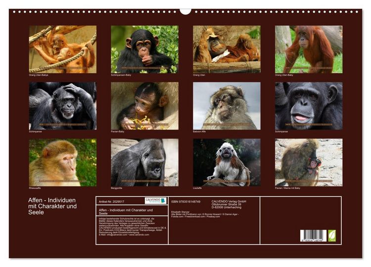 Produktbild: Affen - Individuen mit Charakter und Seele (Wandkalender 2026 DIN A2 quer), CALVENDO Monatskalender