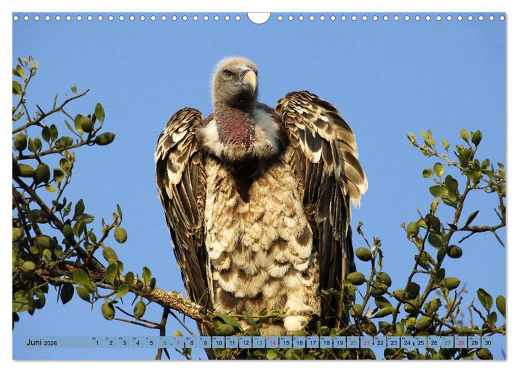 Produktbild: Wildtierparadies Afrika - Eine Foto-Reise durch die Savannen (Wandkalender 2026 DIN A3 quer), CALVENDO Monatskalender