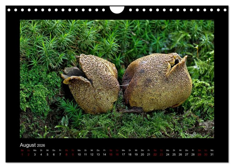 Produktbild: Pilzgalerie - Heimische Pilze aus der Region Rheinland-Pfalz (Wandkalender 2026 DIN A4 quer), CALVENDO Monatskalender