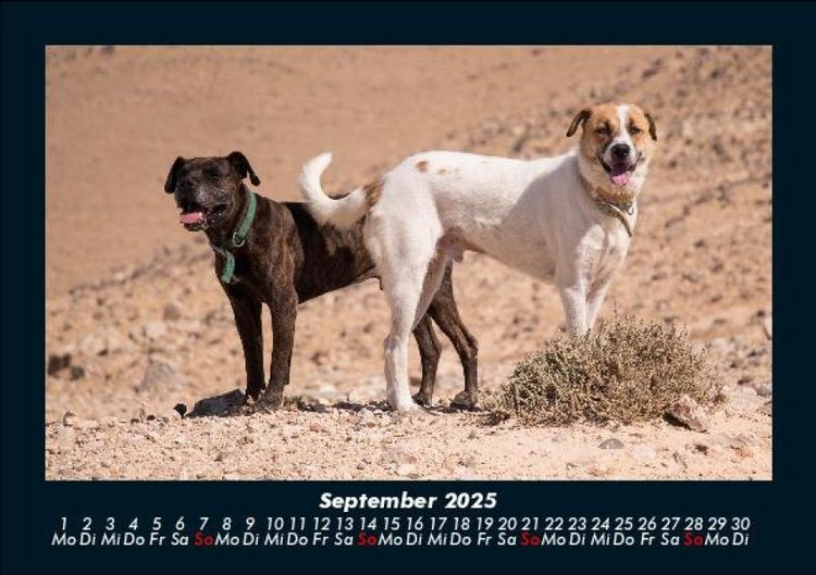Produktbild: Hunde 2025 Fotokalender DIN A5