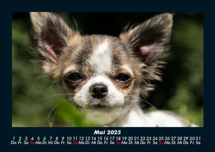 Produktbild: Hunde 2025 Fotokalender DIN A5