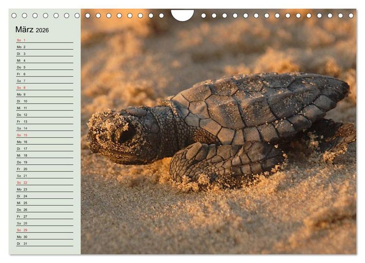 Produktbild: Meeresschildkr&ouml;ten. Nomaden der Ozeane (Wandkalender 2026 DIN A4 quer), CALVENDO Monatskalender