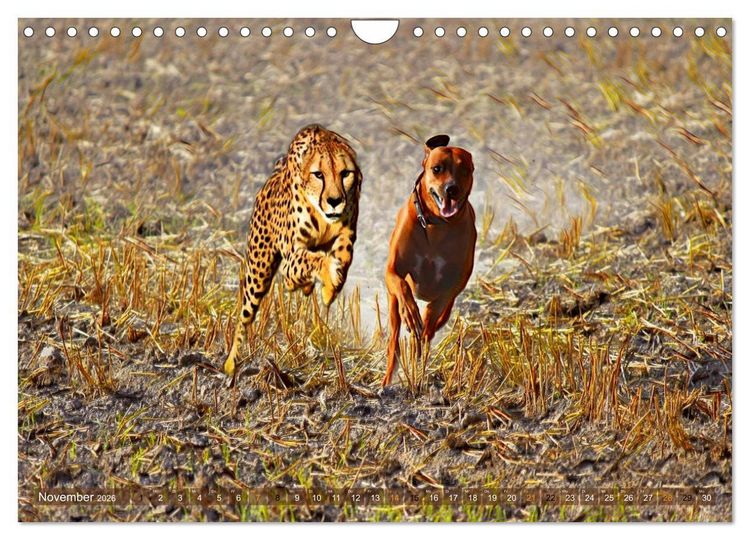 Produktbild: Rhodesian Ridgeback der Hund mit dem Tropfen L&ouml;wenblut (Wandkalender 2026 DIN A4 quer), CALVENDO Monatskalender