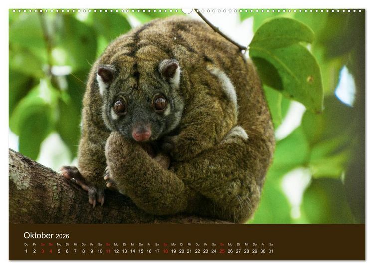 Produktbild: Beuteltiere Australiens (Wandkalender 2026 DIN A2 quer), CALVENDO Monatskalender