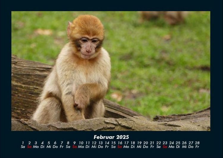 Produktbild: Affen 2025 Fotokalender DIN A4