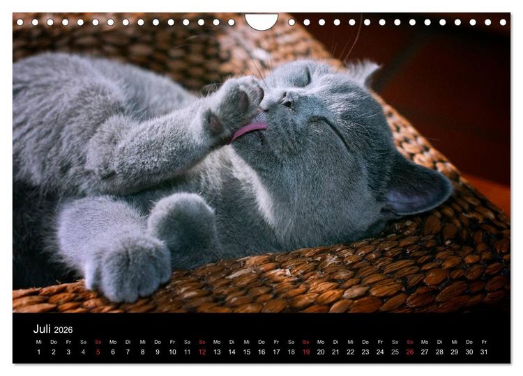 Produktbild: B&auml;rige Schmusetiger - Britisch Kurzhaar (Wandkalender 2026 DIN A4 quer), CALVENDO Monatskalender