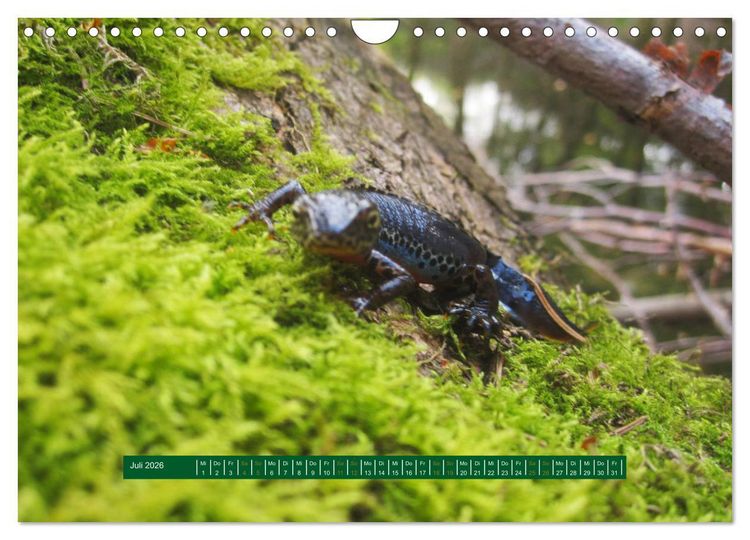 Produktbild: Unterwegs im Deister (Wandkalender 2026 DIN A4 quer), CALVENDO Monatskalender