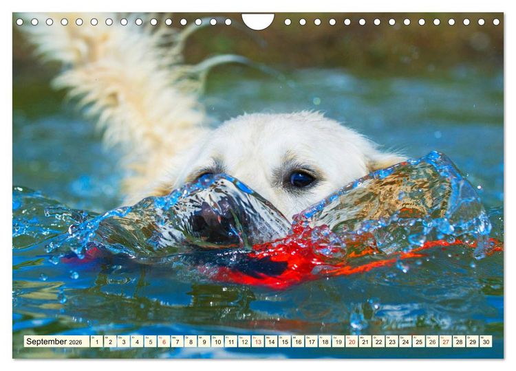 Produktbild: Golden Retriever - Freunde auf 4 Pfoten (Wandkalender 2026 DIN A4 quer), CALVENDO Monatskalender