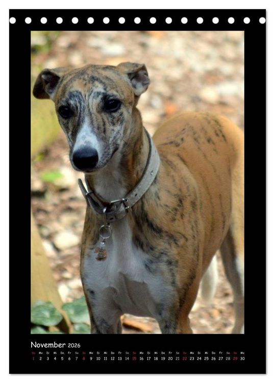 Produktbild: Ein Whippet wird erwachsen (Tischkalender 2026 DIN A5 hoch), CALVENDO Monatskalender