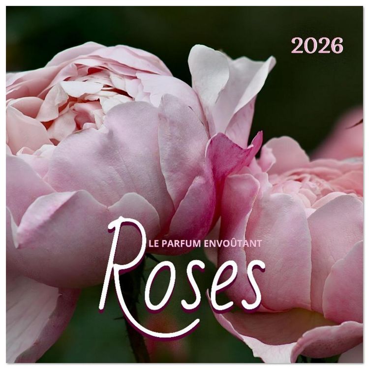 Produktbild: LE PARFUM ENVO&Ucirc;TANT DES ROSES (Calendrier mural carr&eacute; 2026 30x30 cm) Calendrier double avec une page pour vos prises de notes