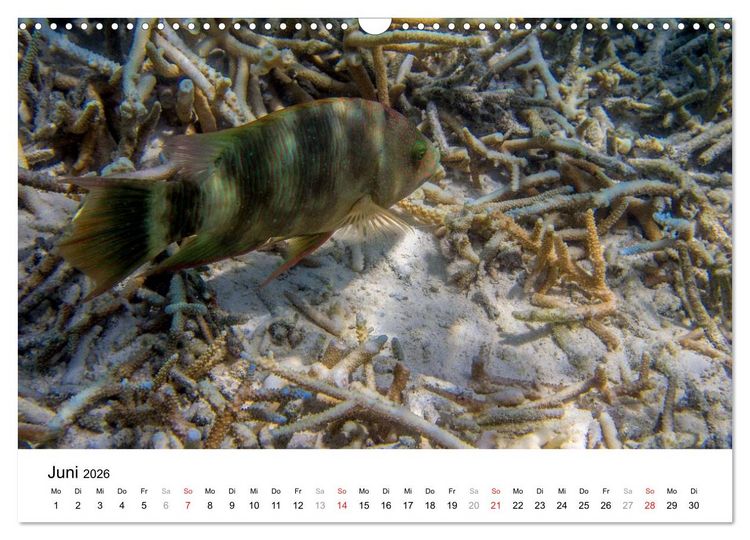 Produktbild: Unterwasserwelt der Malediven III (Wandkalender 2026 DIN A3 quer), CALVENDO Monatskalender