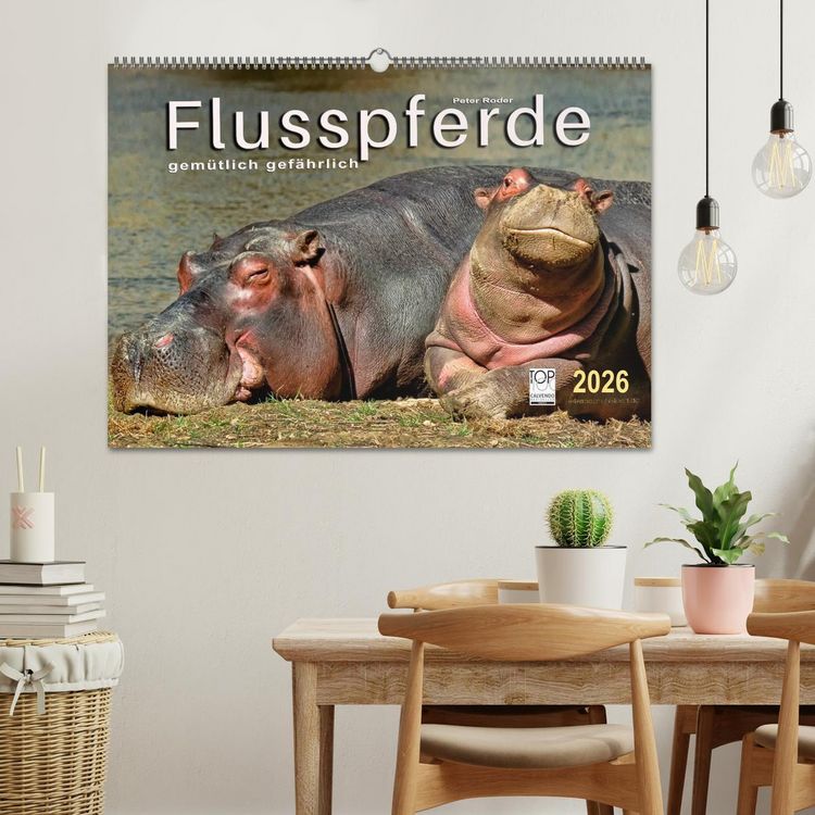 Produktbild: Flusspferde - gem&uuml;tlich gef&auml;hrlich (Wandkalender 2026 DIN A2 quer), CALVENDO Monatskalender
