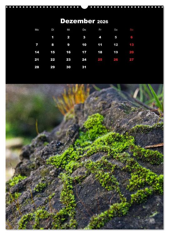 Produktbild: Die Welt der Moose. Ein Blick nach unten (hochwertiger Premium Wandkalender 2026 DIN A2 hoch), Kunstdruck in Hochglanz