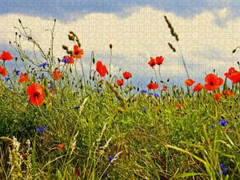 Produktbild: CALVENDO Puzzle Ein Motiv aus dem Kalender Rosen und Mohnbl&uuml;ten Momente Schweizer Edition | 2000 Teile Lege-Gr&ouml;&szlig;e 90x67cm Foto-Puzzle f&uuml;r gl&uuml;ckliche S