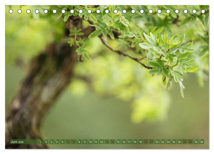 Produktbild: Bonsai ganz nah (Tischkalender 2026 DIN A5 quer), CALVENDO Monatskalender