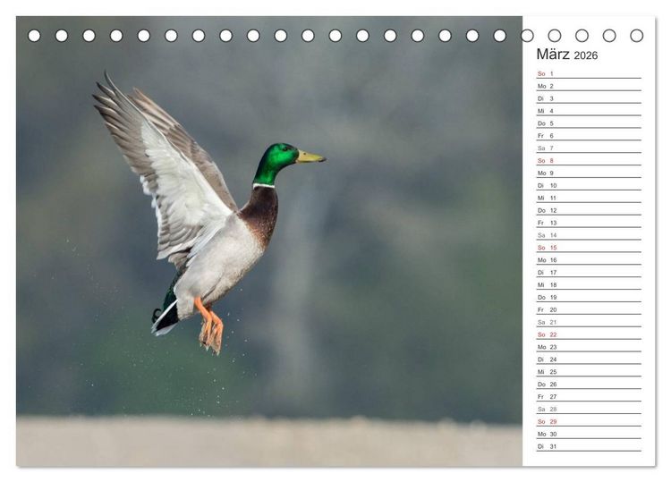 Produktbild: Emotionale Momente: Die Stockente. (Tischkalender 2026 DIN A5 quer), CALVENDO Monatskalender