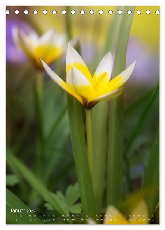 Produktbild: NATUR PUR Kleine Blumen am Wegesrand (Tischkalender 2026 DIN A5 hoch), CALVENDO Monatskalender