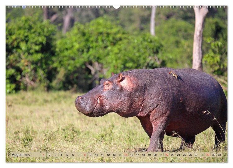 Produktbild: Hippos - Begegnungen in Afrika (hochwertiger Premium Wandkalender 2027 DIN A2 quer), Kunstdruck in Hochglanz