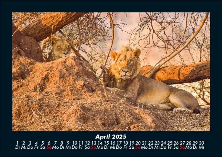 Produktbild: L&ouml;wen in der Wildnis 2025 Fotokalender DIN A5