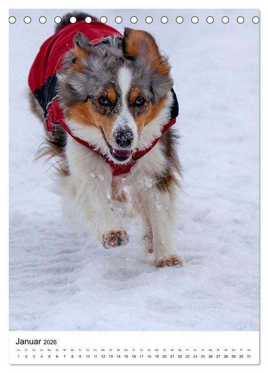 Produktbild: Hermine - Ein Jahr mit einem Mini Australian Shepherd (Tischkalender 2026 DIN A5 hoch), CALVENDO Monatskalender