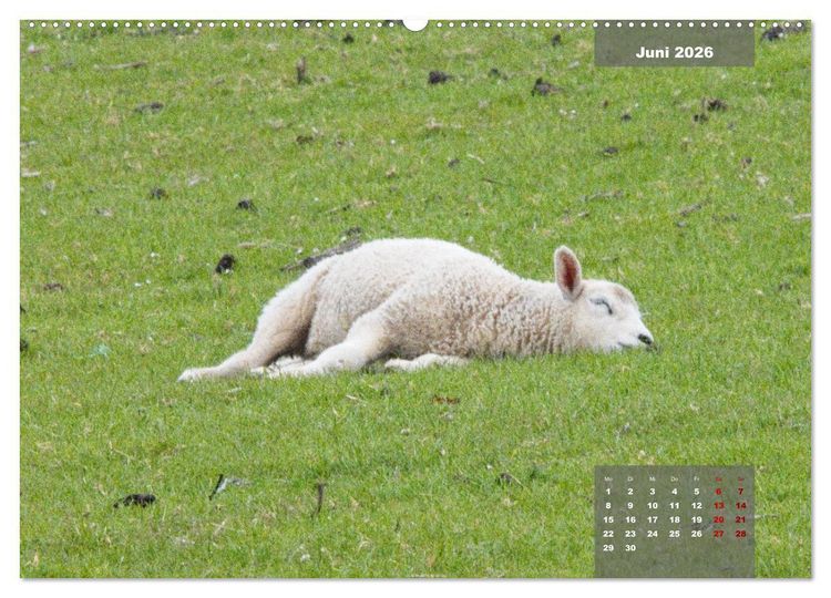 Produktbild: Naturparadies Nordstrand und Beltringharder Koog (hochwertiger Premium Wandkalender 2026 DIN A2 quer), Kunstdruck in Hochglanz