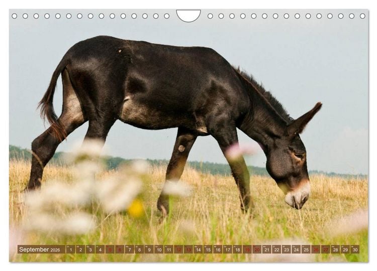 Produktbild: Esel - Sixtus Loreley (Wandkalender 2026 DIN A4 quer), CALVENDO Monatskalender