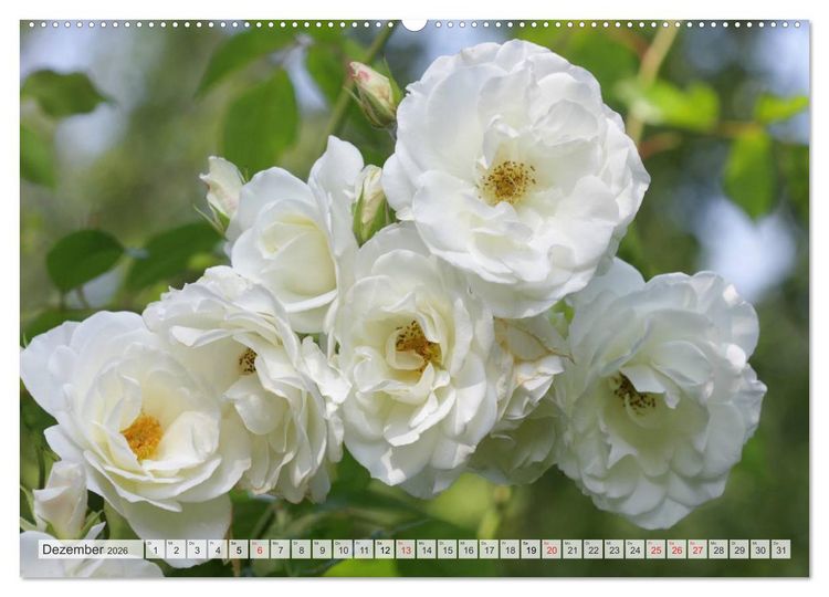 Produktbild: Bl&uuml;tentanz in Wei&szlig; (hochwertiger Premium Wandkalender 2026 DIN A2 quer), Kunstdruck in Hochglanz