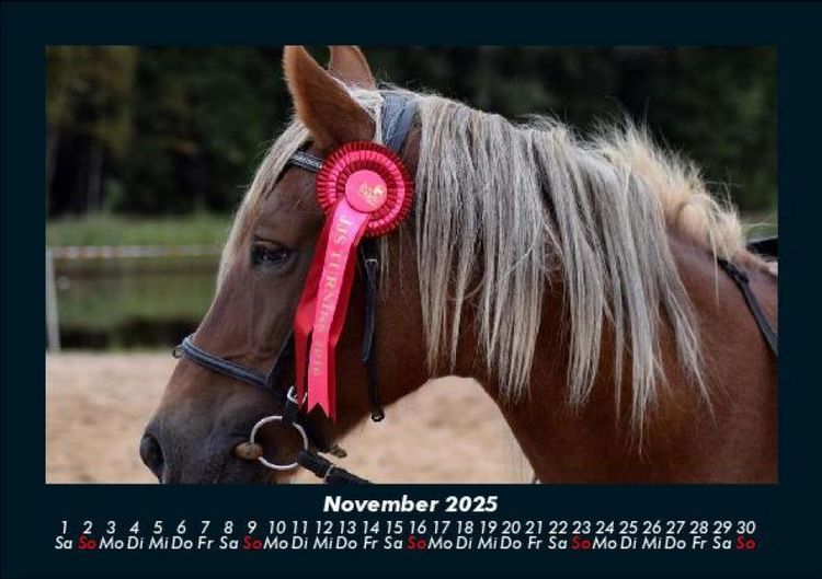 Produktbild: Pferde Kalender 2025 Fotokalender DIN A5