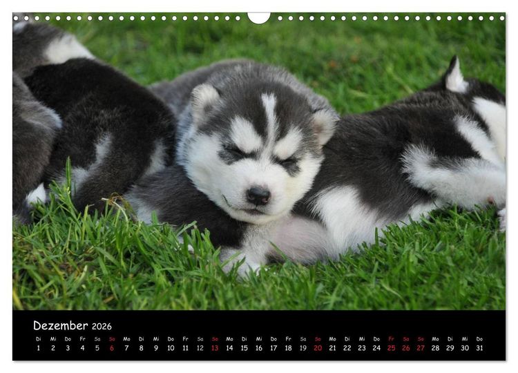 Produktbild: Huskys - Traumhunde (Wandkalender 2026 DIN A3 quer), CALVENDO Monatskalender
