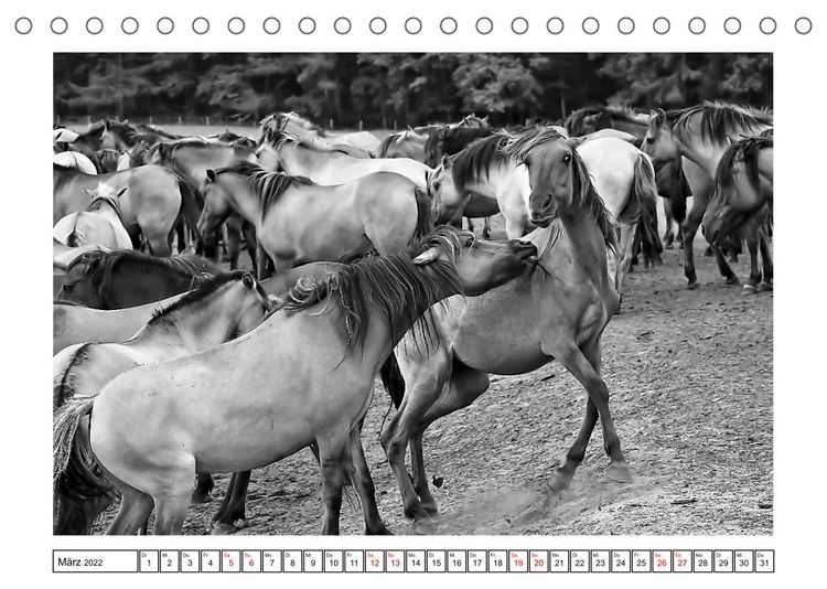Produktbild: D&uuml;lmener Wildpferde im M&uuml;nsterland in schwarz und wei&szlig; (Tischkalender 2022 DIN A5 quer)