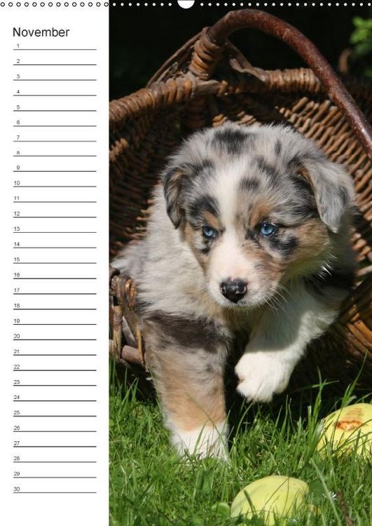 Produktbild: Der Aussie - Geburtstagskalender (Wandkalender immerw&auml;hrend DIN A2 hoch)