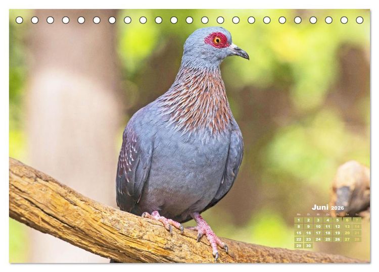 Produktbild: Tauben: vielfarbiges Gefieder und pr&auml;chtige Federkrone (Tischkalender 2026 DIN A5 quer), CALVENDO Monatskalender