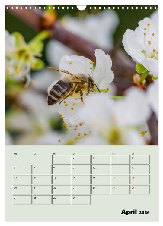 Produktbild: Bienenplaner (Wandkalender 2026 DIN A3 hoch), CALVENDO Monatskalender