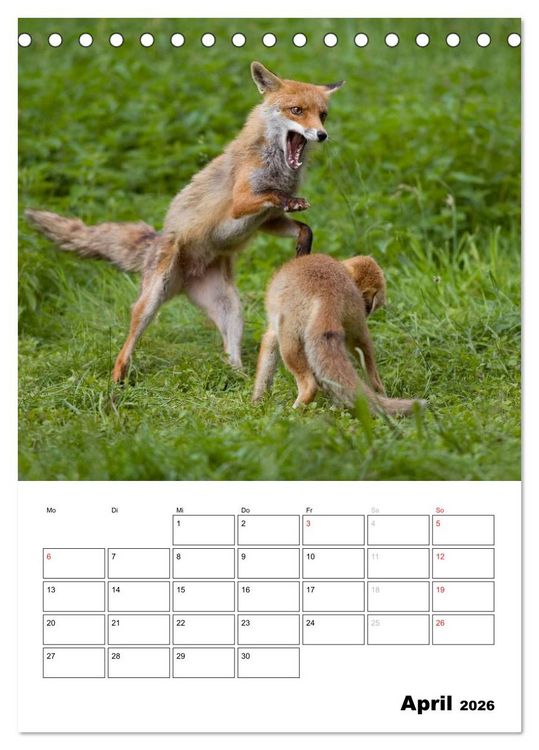 Produktbild: Rotfuchs - Impressionen (Tischkalender 2026 DIN A5 hoch), CALVENDO Monatskalender