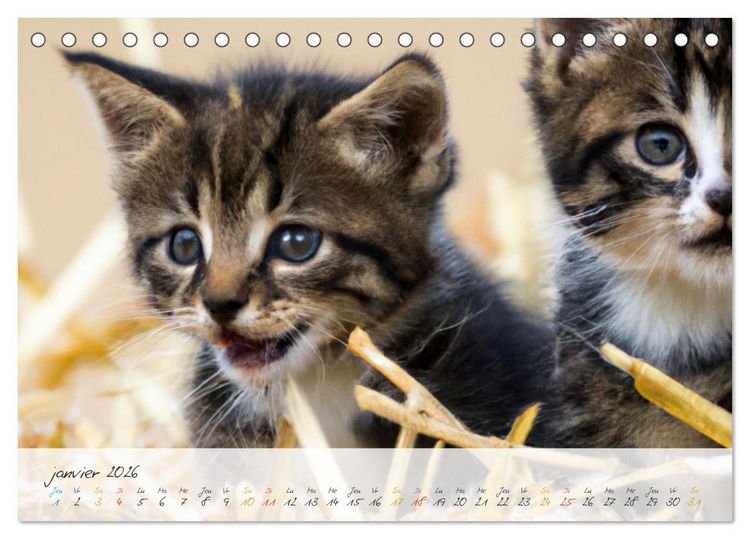 Produktbild: Chatons trop mignons (Calendrier de bureau 2026 DIN A5 vertical), CALVENDO calendrier mensuel