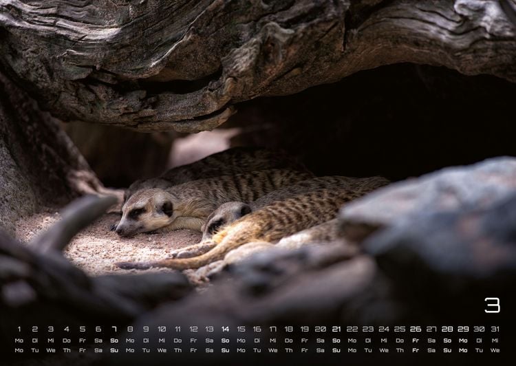 Produktbild: Erdm&auml;nnchen &ndash; Kleine W&auml;chter, gro&szlig;e Abenteuer! - 2027 - Kalender DIN A2