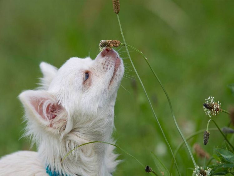Produktbild: CALVENDO Puzzle Ein Motiv aus dem Kalender Chihuahuas - kleine Herzensbrecher | 1000 Teile Lege-Gr&ouml;&szlig;e 64x48cm Foto-Puzzle f&uuml;r gl&uuml;ckliche Stunden