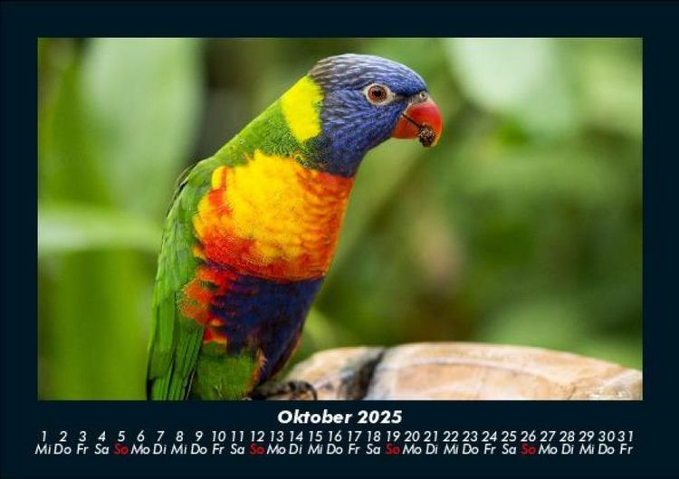 Produktbild: Vogelparadies 2025 Fotokalender DIN A5