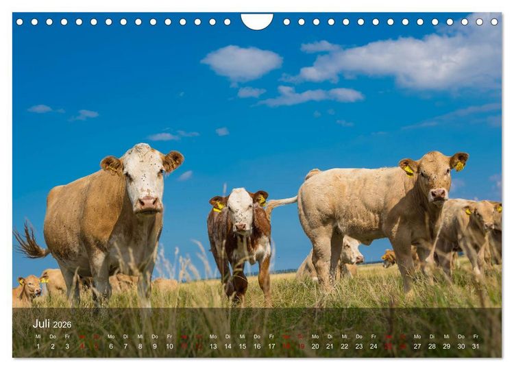 Produktbild: Insel Hiddensee - Wildromantisch unber&uuml;hrt (Wandkalender 2026 DIN A4 quer), CALVENDO Monatskalender