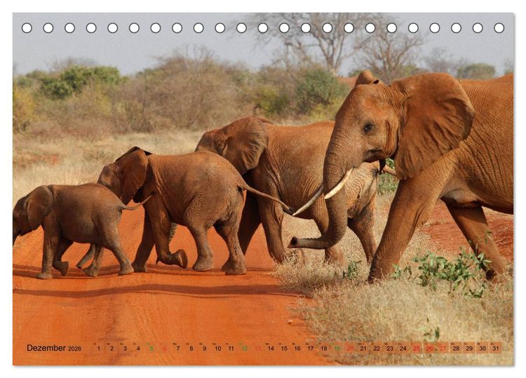 Produktbild: Elefanten in Afrika (Tischkalender 2026 DIN A5 quer), CALVENDO Monatskalender