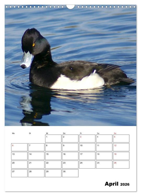 Produktbild: Liebenswerte Enten (Wandkalender 2026 DIN A3 hoch), CALVENDO Monatskalender