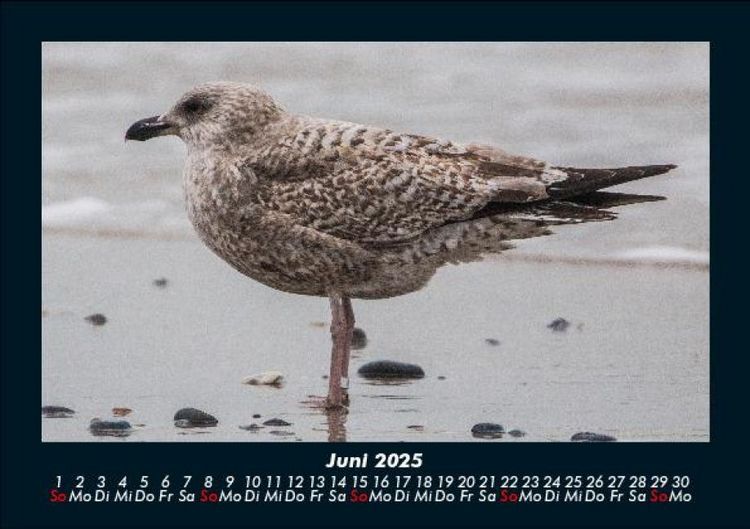 Produktbild: Vogelparadies 2025 Fotokalender DIN A5
