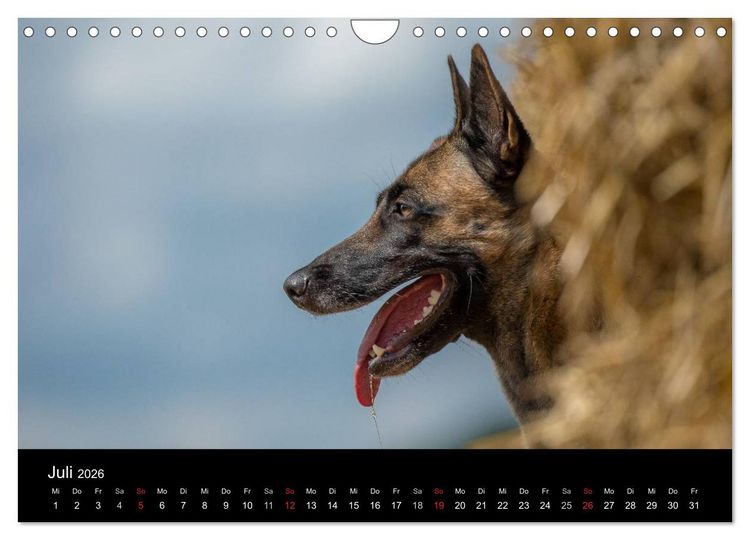 Produktbild: Belgischer Sch&auml;ferhund - Der Malinois in Action (Wandkalender 2026 DIN A4 quer), CALVENDO Monatskalender