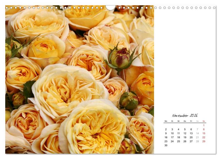 Produktbild: Die vielen Gesichter der Rosen (Wandkalender 2026 DIN A3 quer), CALVENDO Monatskalender