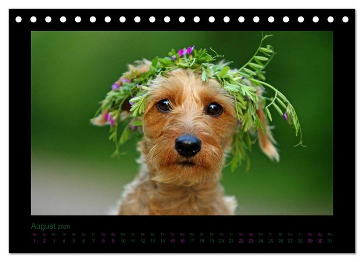 Produktbild: Elli Pirelli... aus dem Leben eines fr&ouml;hlichen Pinscher-Dackel-M&auml;dels (Tischkalender 2026 DIN A5 quer), CALVENDO Monatskalender