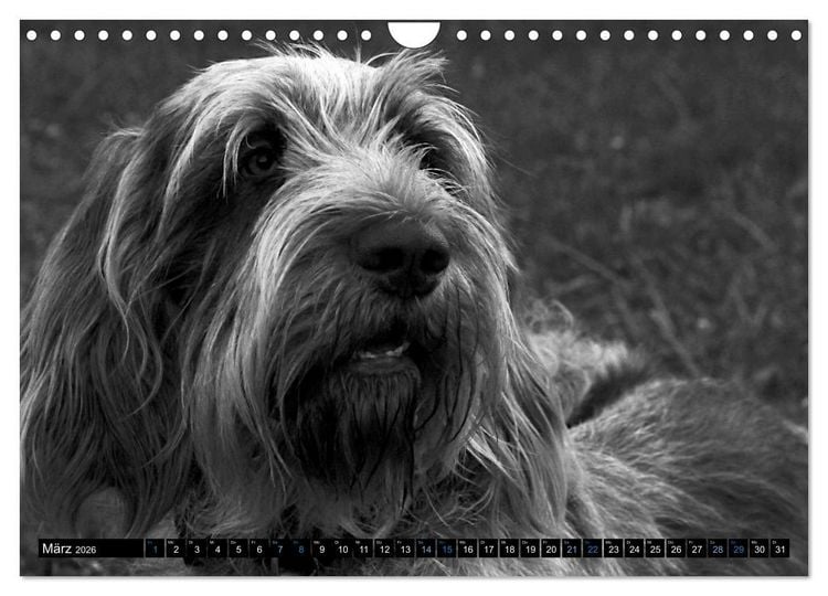 Produktbild: Carissimo Spinone Italiano (Wandkalender 2026 DIN A4 quer), CALVENDO Monatskalender